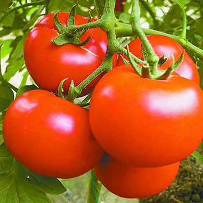 ما هو مسحوق الطماطم المستخدمة ل؟